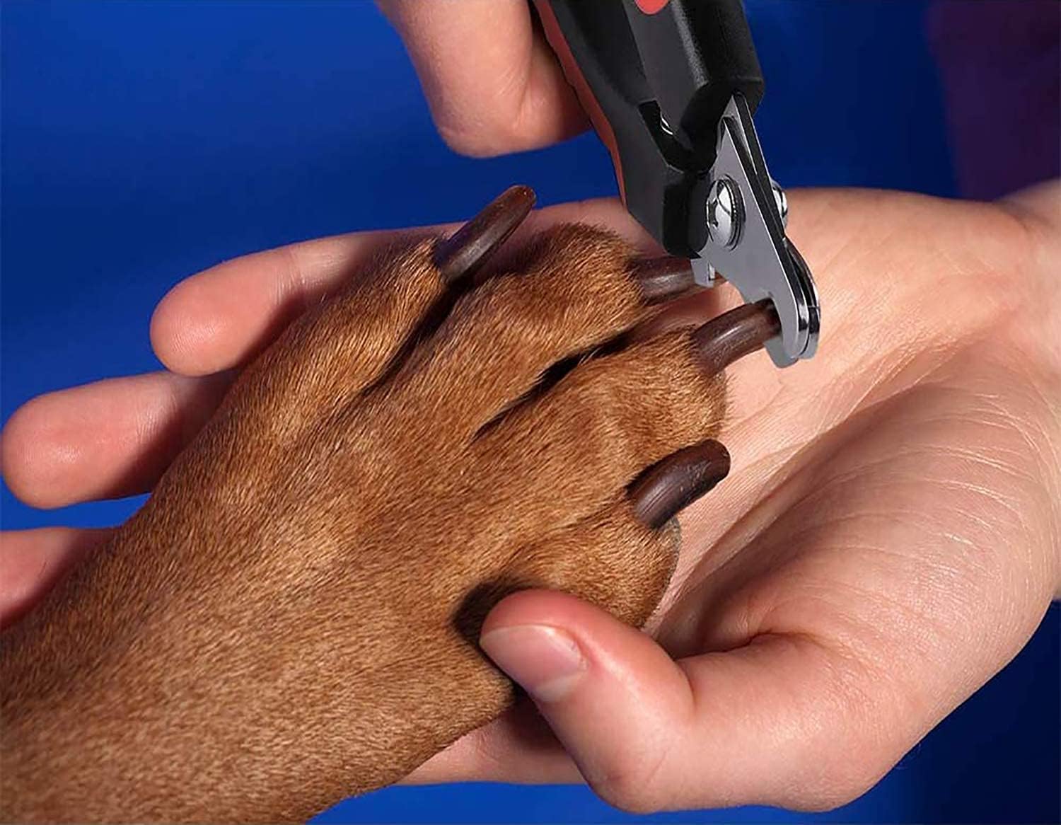 Clippers Pets At Home Candure Dog Nail Clippers For Large, Medium